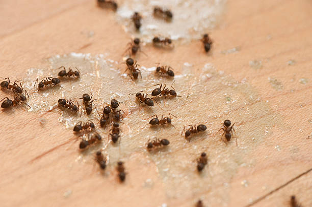 Best Pest Inspection Near Me  in Schwenksville, PA